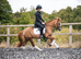 Fabulous straightforward pony for sale