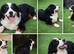 Top Quality Bernese Mountain Dog – Stud Service
