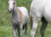 Very Smart Welsh section A Show colt foal
