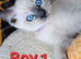 Beautiful Ragamese Kittens (Ragdoll × Siamese) – 2 Available