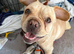 5 French bulldogs puppies KC registered