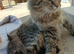 Female cat needing rehoming asap