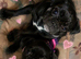 BEAUTIFUL FRUGS 2