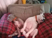 Female old English bulldog 3 years old