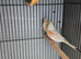 Canaries