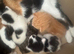 5 Kittens For Sale - Ready 14th may