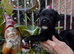 Beautiful Terrier Mix Puppies – Ready Now.