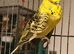 Young Indoor-Raised Budgies perfect pets Cheshire