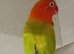 DIlute Opaline Fischers Lovebirds