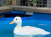 Call duck - Great Barr