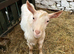 2 Golden Guernsey x Bagot Goats - 7 Months