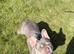 French bulldog 1 year old
