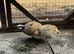 Breeding pair