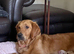 Beautiful Litter of fox red Golden retrievers