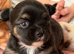 Gorgeous long haired chihuahua pups