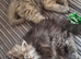 Persian Kittens