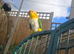Caiques