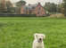 Multigenerational Goldendoodle for Stud