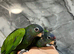 Hand-Rearing Baby Super Tame Cuddly Blue Headed Pionus