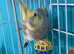 Cockatiel bird