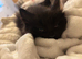 RARE Maine coon kittens