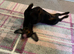 Black and Tan miniature dachshund