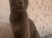 Male kitten ready to go to his new home.