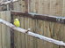 Mixed breading pair budgies