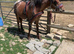 Blanket spot cob gelding