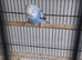 Baby budgies