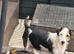 3 affectionate, boy jackapoo pups