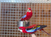 Rosella parrot