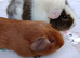 Guinea pigs