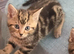 Tabby in King's Lynn