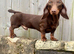 KC Reg PRA clear DNA health tested STUD!