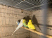 Lots of young budgies available