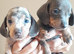 Dashhound puppies