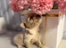 Teacup Doll Face Maltipoo Puppies