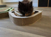 Russian maincoon female kitten
