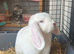 Pure white mini lop blue eyed female