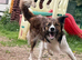 Beautiful Welsh collie