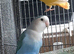 Pair of lovebirds