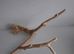 Java wood perch