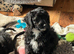 Cockapoo Girl