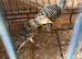 Lady Amherst's pheasant Chick&rsquo;s