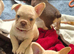 Beautiful french bulldog puppies