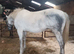 Big mate irish draught x sport horse reduced xxx