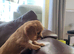 Cavapoo puppies for sale