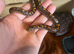 Sand boas