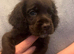 Cocker spaniel puppies